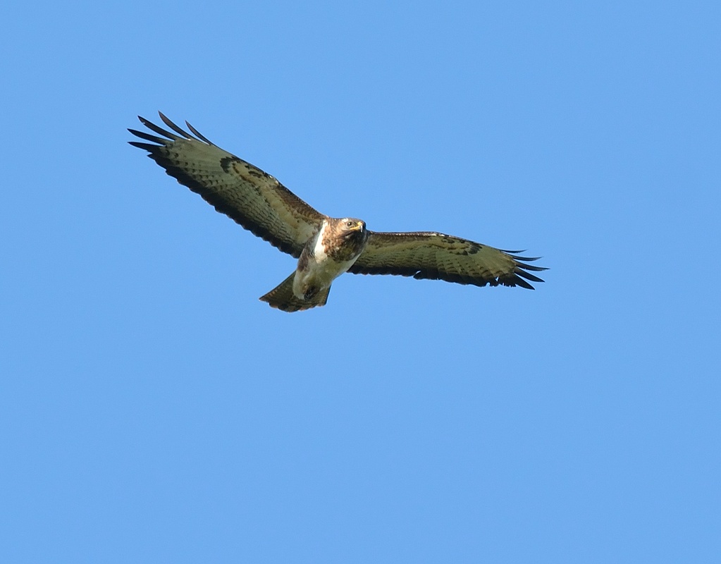 Buizerd